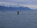 En toen ging de walvis duiken