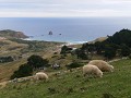 Otago peninsula: als ik een schaapje was, ik zou o