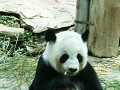 Het paradepaardje van de zoo: reuzenpanda's