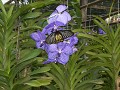 orchidee met vlinder