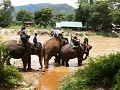Een ritje met de olifanten