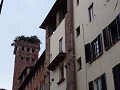 Torre Guinigi in de verte, steeneiken op het dak