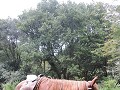 Paardrijden in Quebrada de San Lorenzo