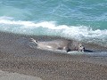 Península Valdés - Punta Delgada