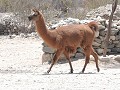 Op weg naar Cafayate - Las ruinas de Quilmes
