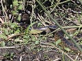 Boottocht - anaconda!