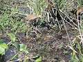 Boottocht - anaconda!