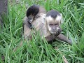 Zoologico