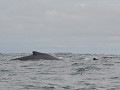 PN Uramba Bahía Málaga - whale-watching - moeder m