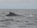 PN Uramba Bahía Málaga - whale-watching