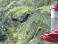 Bird-watching in de vroege ochtend