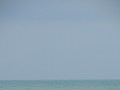 Palomino