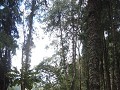 Valle de Cocora