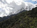 Valle de Cocora