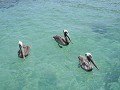 Islas del Rosario - Oceanario