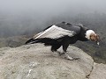 PN Puracé - condor