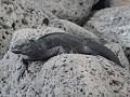DAG 5 - Isla Lobos
