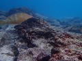 Galapagos onder water!