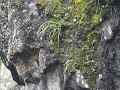 Baños - La ruta de las Cascadas - Jezus is er ook 
