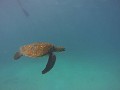 Galapagos onder water 