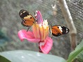 Mariposario