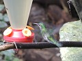 Kolibries spotten