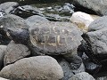 Guayaquil - Ik wist niet dat schildpadden zo ne la
