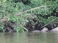 Dag 2: Lago Sandoval (Parque Nacional Tambopata) -