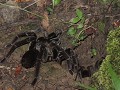 Dag 2: avondwandeling - tarantula met baby's