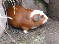 Guinees biggetje of "cuj" zoals ze hier zeggen, st
