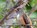 onze colibri heeft een langere tong als Elsy, en d