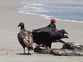 gieren zitten hier overal...ook op het strand...
