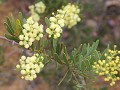 Fitzgerald River National Park7