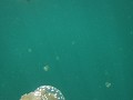 Jelly Fish Lake4