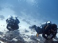 MantaRhei Dive21