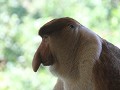 Labuk Bay Proboscis Monkey Sanctuary1