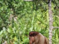 Labuk Bay Proboscis Monkey Sanctuary2