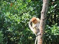 Labuk Bay Proboscis Monkey Sanctuary4