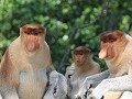 Labuk Bay Proboscis Monkey Sanctuary5