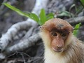 Labuk Bay Proboscis Monkey Sanctuary7