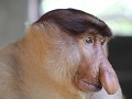 Labuk Bay Proboscis Monkey Sanctuary9
