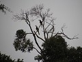 en de gewone hornbill