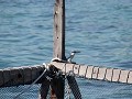 IMG 5943