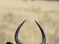 Impala