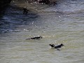 thumb IMG 9836 1024