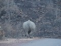oei, een Rhino op de weg. Wachten dus tot hij vert