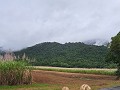 Op naar de Mossman Gorge
