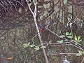 Paarse kingfisher