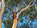 Kookaburra