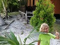 Kokosbomen planten